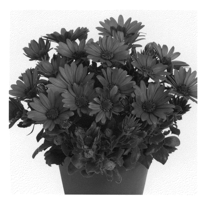 Figure 1 of US plant patent PP21236, the photograph of Duetibuberry printed in the patent.