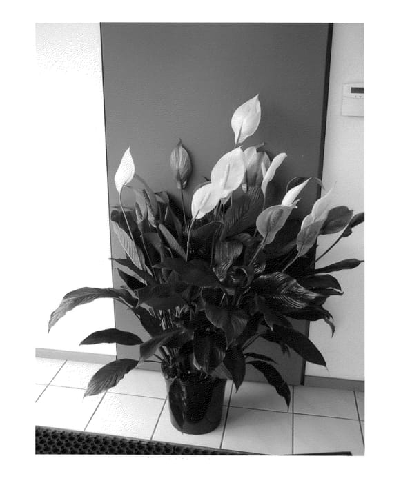 Figure 1 of US plant patent PP21237, the photograph of Spacessa printed in the patent.