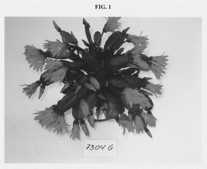 Figure 1 of US plant patent PP21238, the photograph of 7304G printed in the patent.