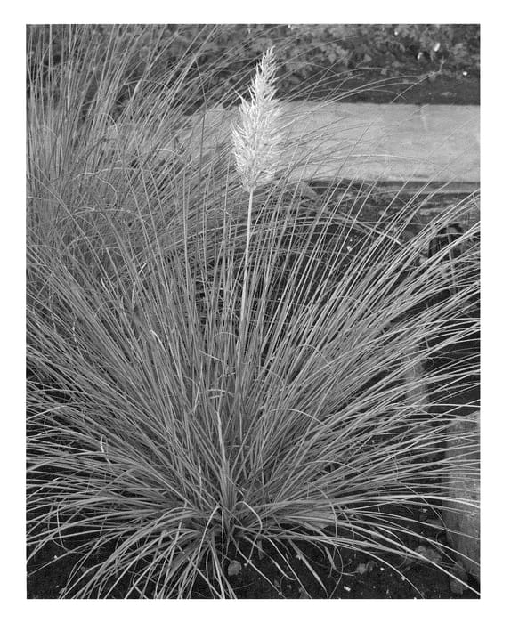 Figure 1 of US plant patent PP21239, the photograph of golden goblin printed in the patent.