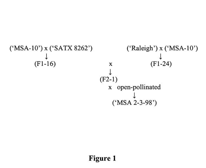 Figure 1 of US plant patent PP21240, the photograph of Polaris printed in the patent.