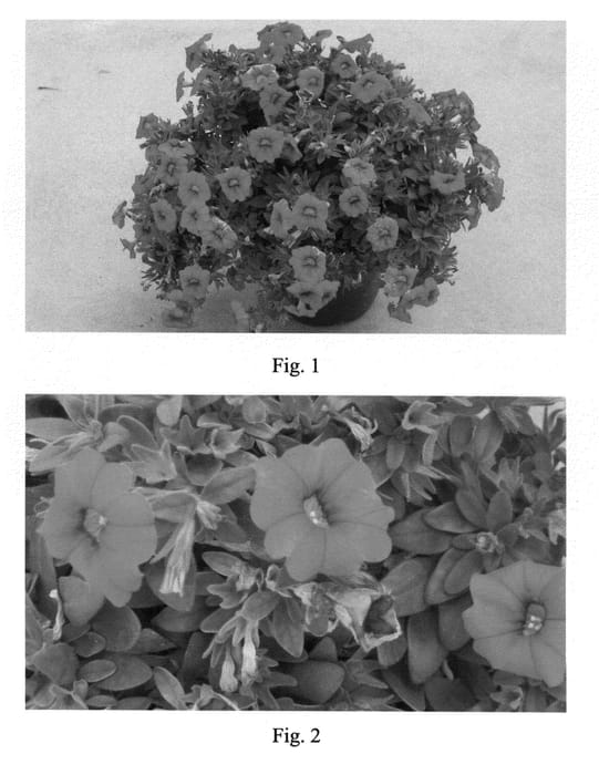 Figure 1 of US plant patent PP21241, the photograph of SAKCAL098 printed in the patent.