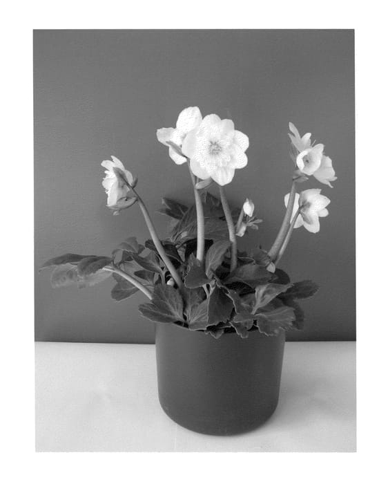 Figure 1 of US plant patent PP21242, the photograph of COSEH 230 printed in the patent.