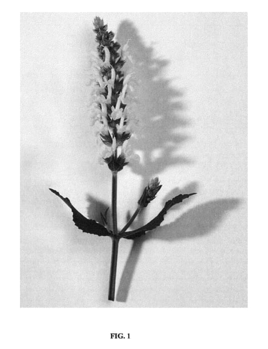 Figure 1 of US plant patent PP21243, the photograph of Florsalwhite printed in the patent.