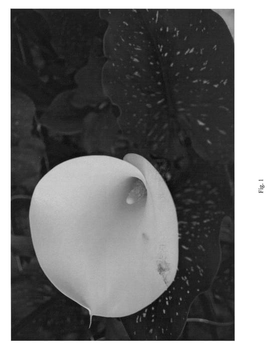 Figure 1 of US plant patent PP21244, the photograph of CAPTAIN AGUILA printed in the patent.