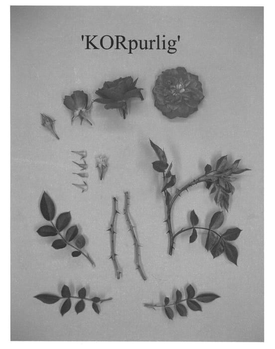 Figure 1 of US plant patent PP21246, the photograph of KORpurlig printed in the patent.