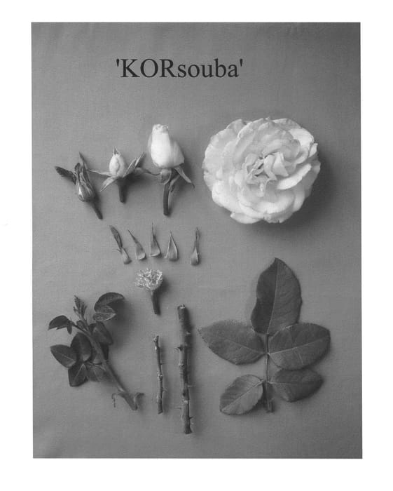 Figure 1 of US plant patent PP21247, the photograph of KORsouba printed in the patent.