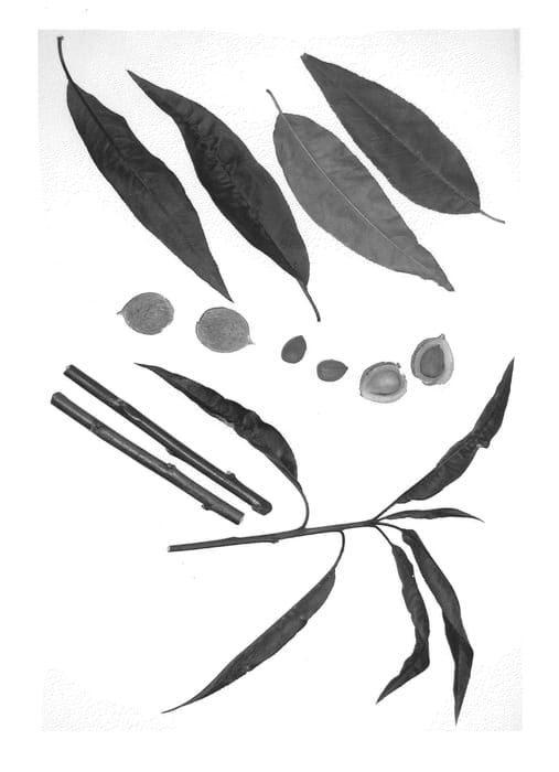 Figure 1 of US plant patent PP21248, the photograph of Cornerstone printed in the patent.