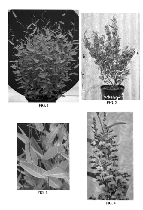 Figure 1 of US plant patent PP21249, the photograph of Rambospray printed in the patent.