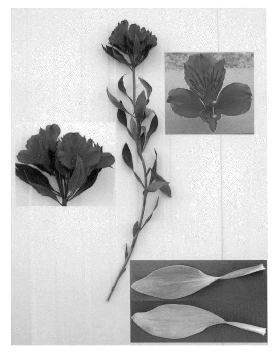 Figure 1 of US plant patent PP21250, the photograph of Javeronica printed in the patent.