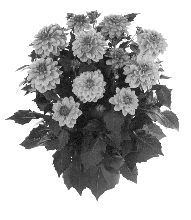 Figure 1 of US plant patent PP21251, the photograph of Fidahhypbrobi printed in the patent.