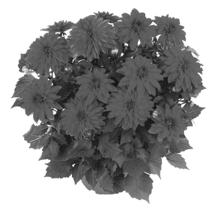 Figure 1 of US plant patent PP21252, the photograph of Fidahhypre printed in the patent.