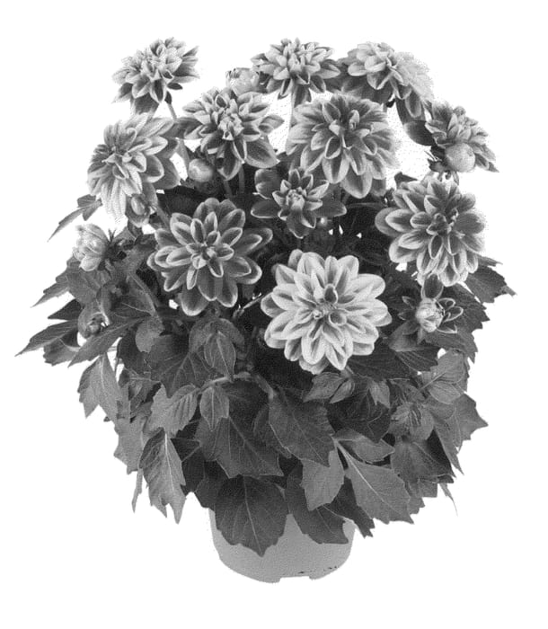 Figure 1 of US plant patent PP21253, the photograph of Fidahcali printed in the patent.