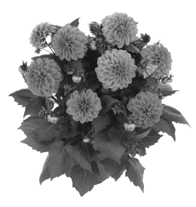 Figure 1 of US plant patent PP21254, the photograph of Fidahhyppi printed in the patent.