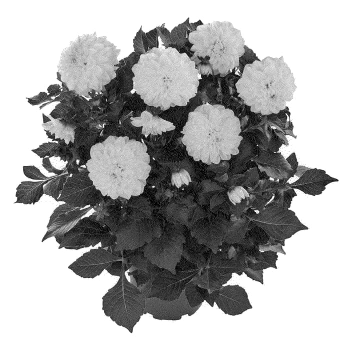 Figure 1 of US plant patent PP21255, the photograph of Fidahhypyel printed in the patent.