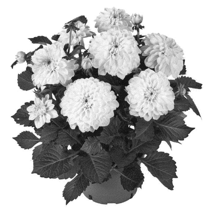 Figure 1 of US plant patent PP21256, the photograph of Fidahhypwhi printed in the patent.