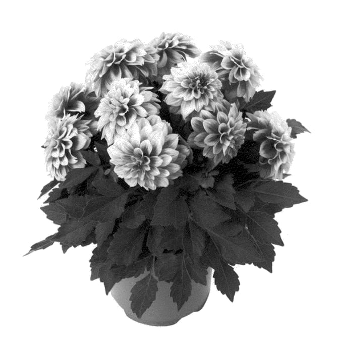 Figure 1 of US plant patent PP21257, the photograph of Fidahnewy printed in the patent.