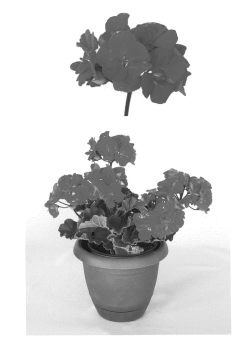 Figure 1 of US plant patent PP21258, the photograph of Oglger3147 printed in the patent.