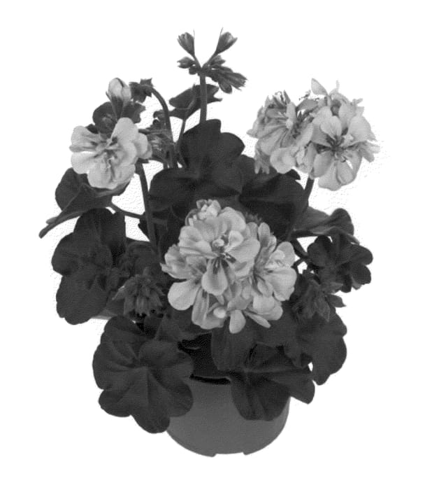 Figure 1 of US plant patent PP21259, the photograph of Fipeldanlav printed in the patent.
