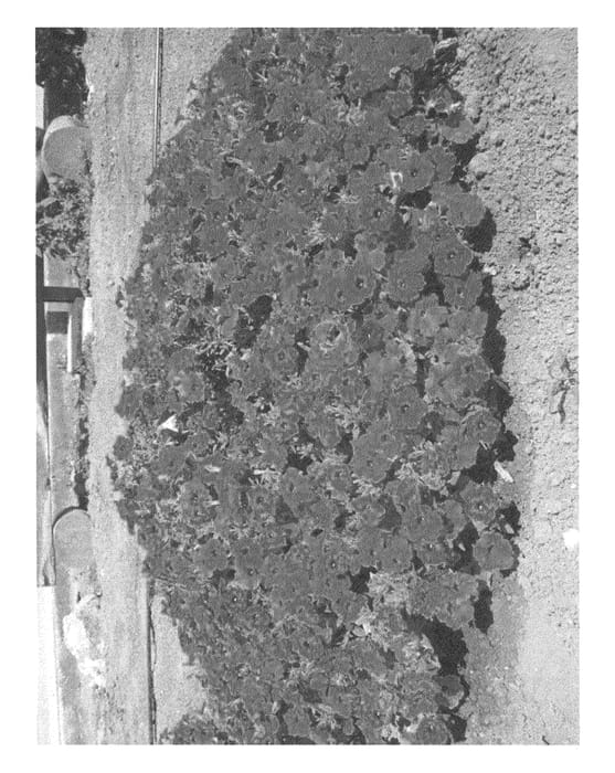 Figure 1 of US plant patent PP21260, the photograph of A-24 printed in the patent.