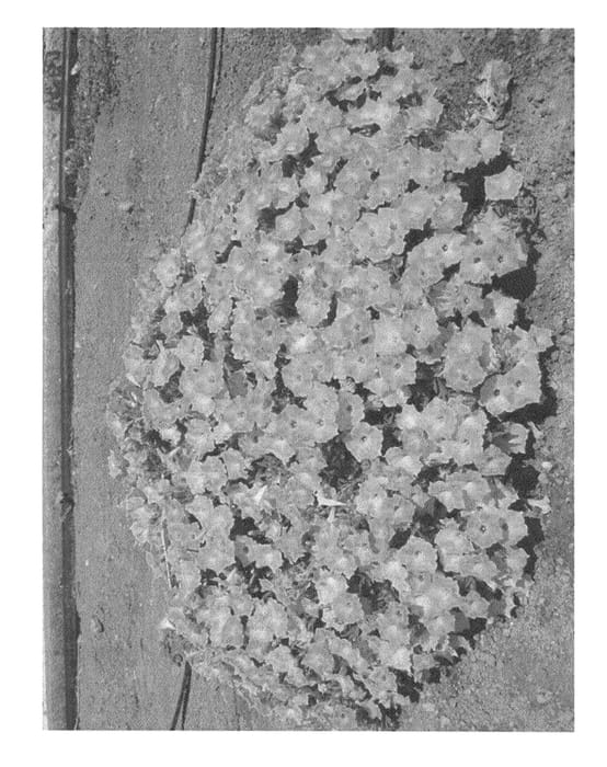 Figure 1 of US plant patent PP21261, the photograph of A-32 printed in the patent.