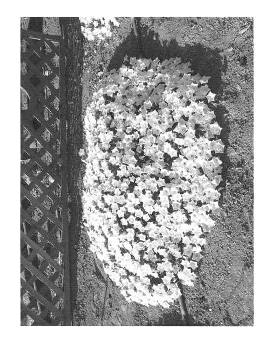 Figure 1 of US plant patent PP21262, the photograph of A-5 printed in the patent.