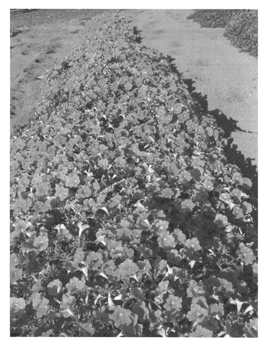 Figure 1 of US plant patent PP21263, the photograph of A-55 printed in the patent.