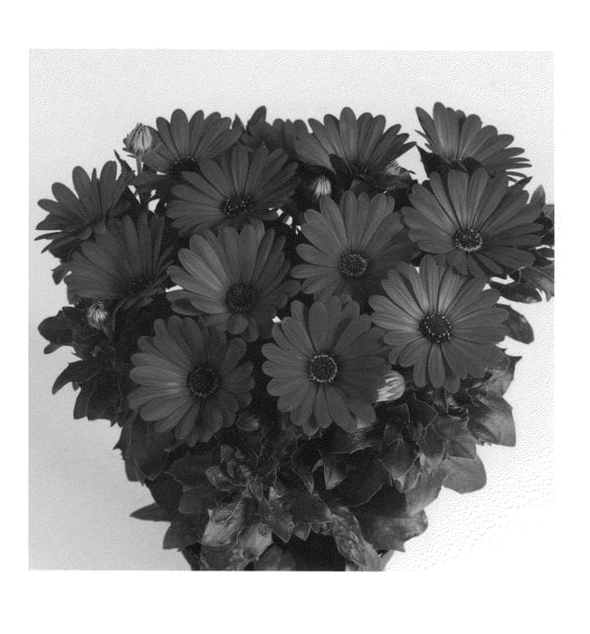 Figure 1 of US plant patent PP21265, the photograph of Duetimdepur printed in the patent.
