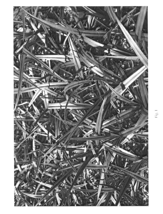 Figure 1 of US plant patent PP21266, the photograph of AstJel01 printed in the patent.