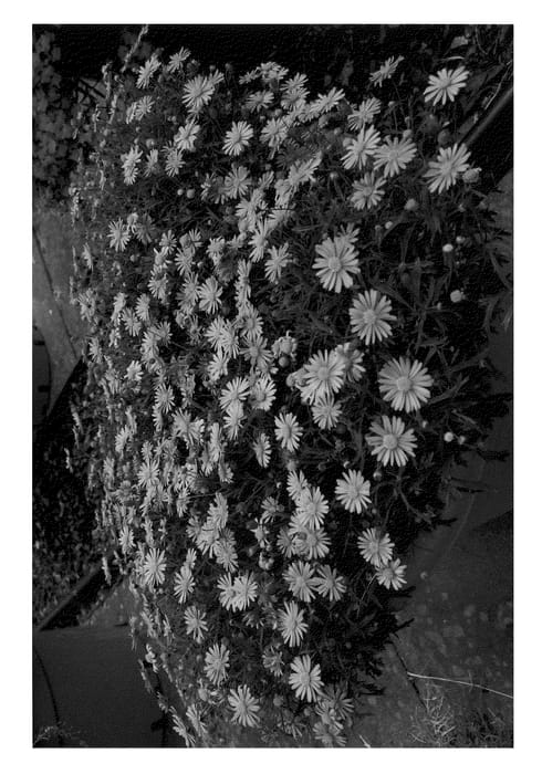 Figure 1 of US plant patent PP21267, the photograph of Nebbra 001 printed in the patent.