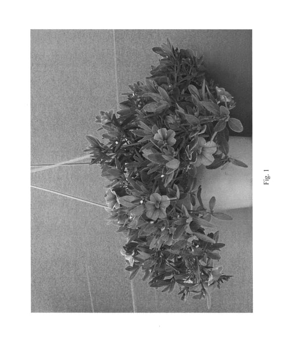 Figure 1 of US plant patent PP21268, the photograph of Danoa38 printed in the patent.