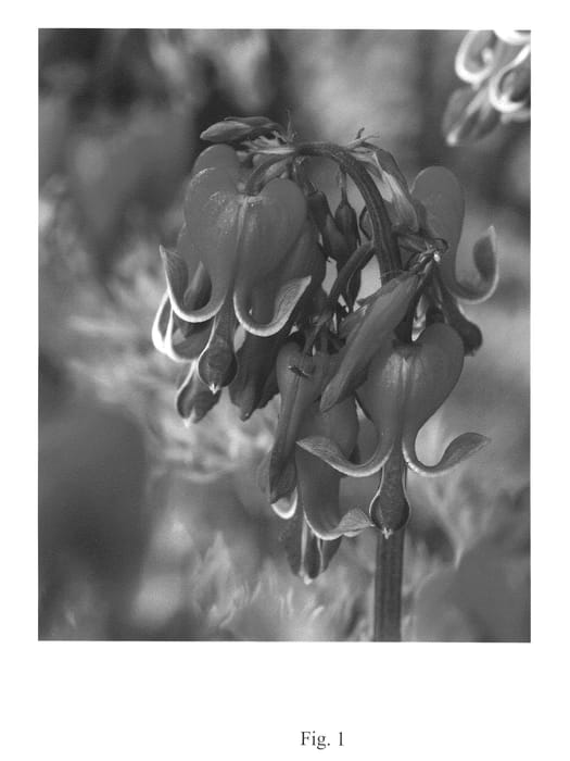 Figure 1 of US plant patent PP21269, the photograph of Red Fountain printed in the patent.