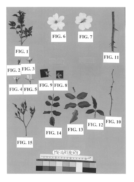Figure 1 of US plant patent PP21270, the photograph of Meilathery printed in the patent.