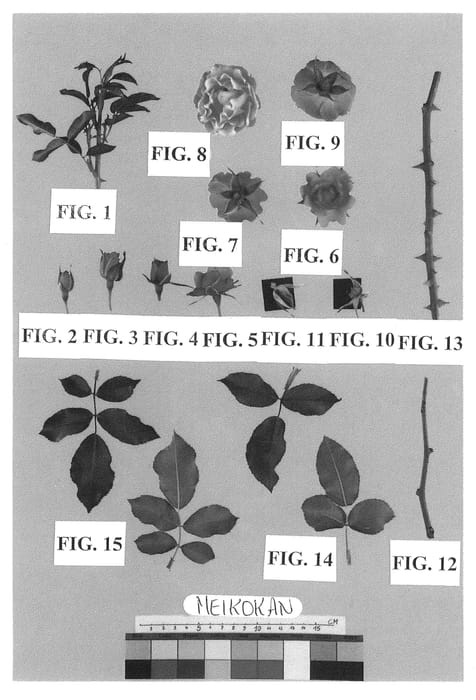 Figure 1 of US plant patent PP21271, the photograph of Meikokan printed in the patent.