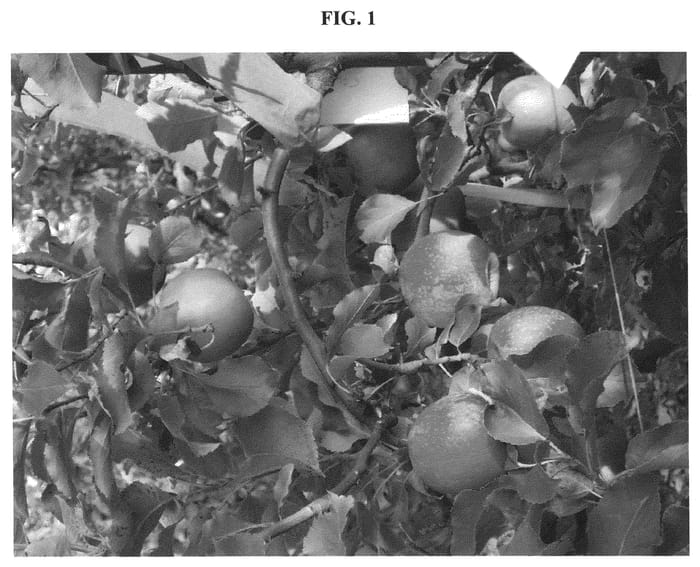Figure 1 of US plant patent PP21272, the photograph of RGLORS printed in the patent.