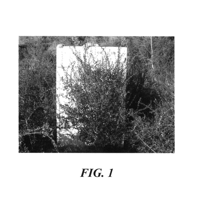 Figure 1 of US plant patent PP21273, the photograph of Red Pearl—INIA printed in the patent.