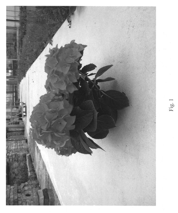 Figure 1 of US plant patent PP21274, the photograph of Horstol printed in the patent.