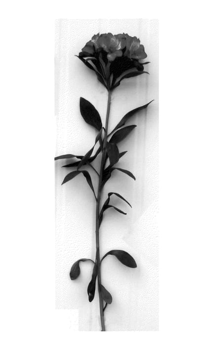 Figure 1 of US plant patent PP21275, the photograph of Jaona printed in the patent.