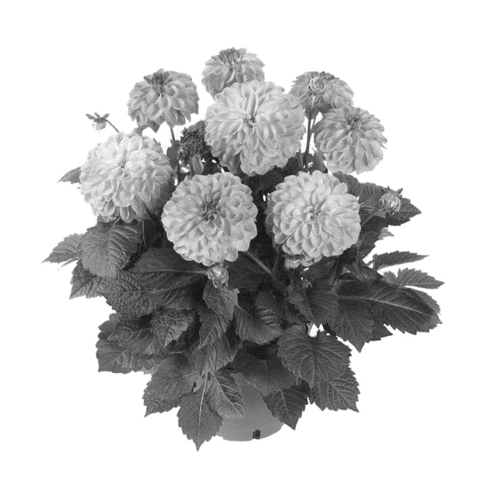 Figure 1 of US plant patent PP21276, the photograph of Fidahhyplipi printed in the patent.