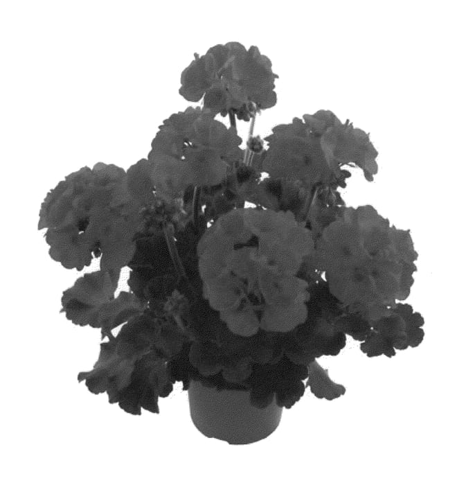 Figure 1 of US plant patent PP21277, the photograph of Fipelsumtrur printed in the patent.