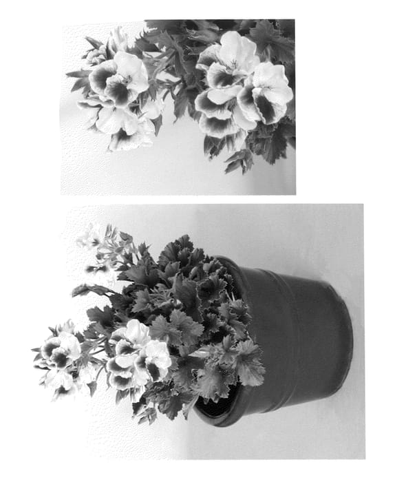 Figure 1 of US plant patent PP21278, the photograph of Oglreg3067 printed in the patent.