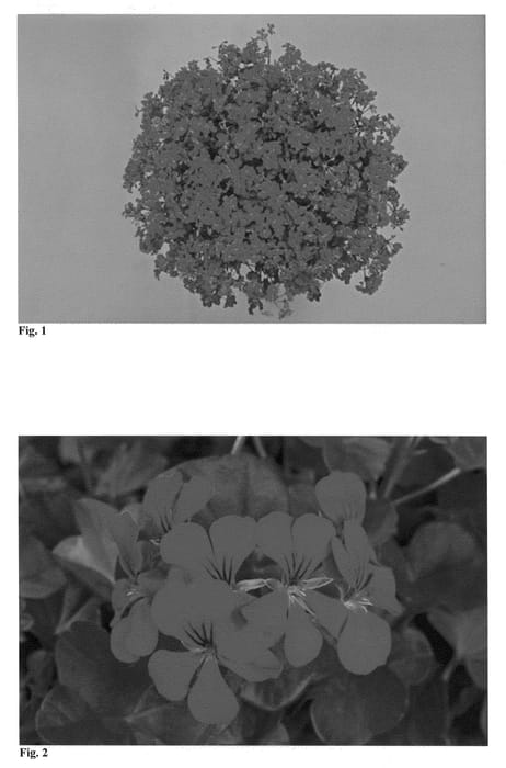 Figure 1 of US plant patent PP21279, the photograph of Fisblirange printed in the patent.