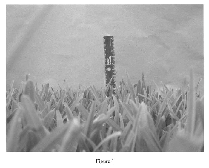 Figure 1 of US plant patent PP21280, the photograph of NUF-76 printed in the patent.