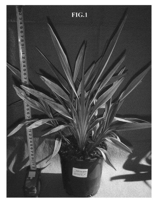 Figure 1 of US plant patent PP21281, the photograph of DPV308 printed in the patent.