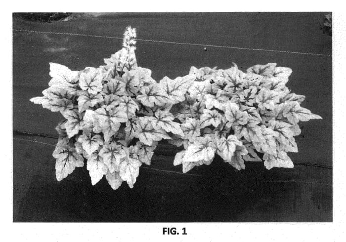 Figure 1 of US plant patent PP21282, the photograph of Mystic Mist printed in the patent.