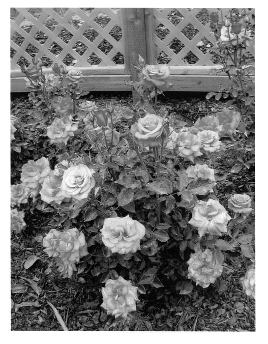 Figure 1 of US plant patent PP21283, the photograph of BENswise printed in the patent.