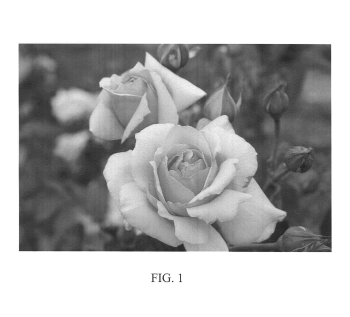 Figure 1 of US plant patent PP21284, the photograph of Meibidull printed in the patent.