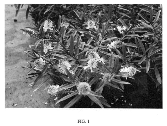 Figure 1 of US plant patent PP21286, the photograph of TULLYSTRAW printed in the patent.