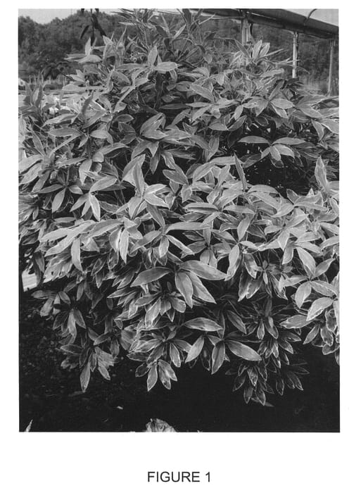 Figure 1 of US plant patent PP21287, the photograph of Pink Frost printed in the patent.