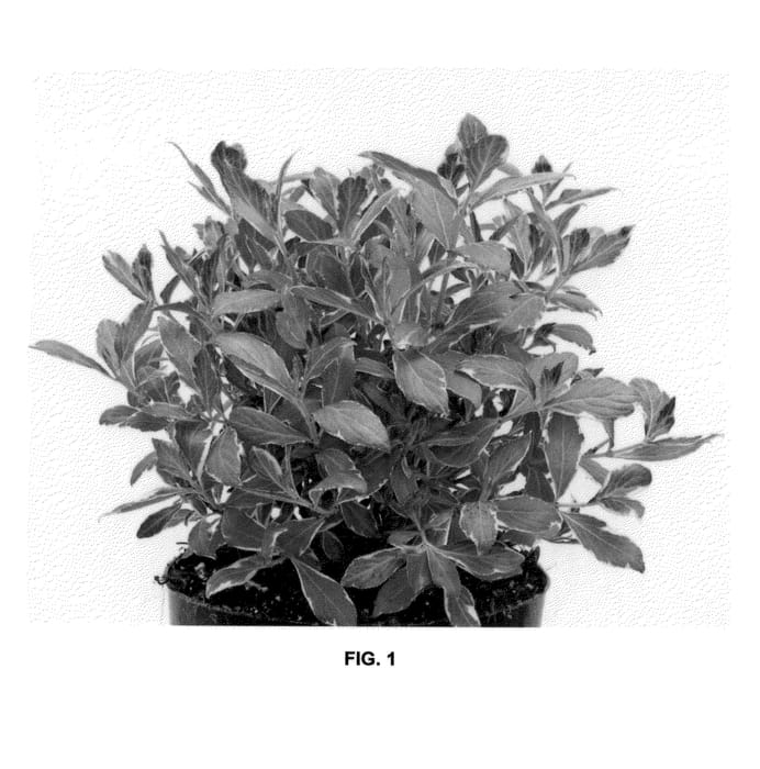Figure 1 of US plant patent PP21288, the photograph of Verweig 4 printed in the patent.